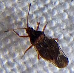 Physatocheila