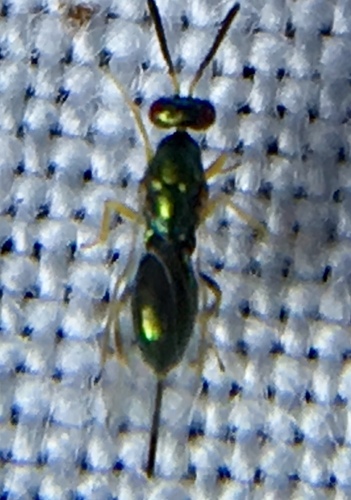 Torymus apiomyiae