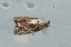 Chloethripa leucocephala