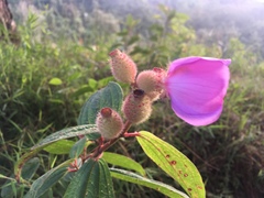 Melastomataceae