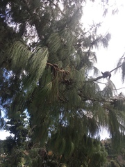 Pinus wallichiana