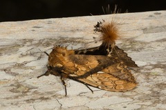 Dudusa synopla