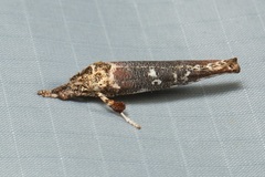 Casmara diabolella