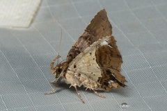 Pangrapta albiseriata