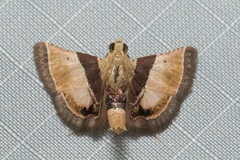 Hypanchyla