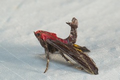 Toccolosida rubriceps