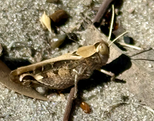 Acorypha pallidicornis
