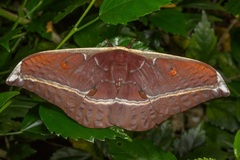Antheraea