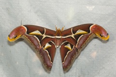 Archaeoattacus malayanus