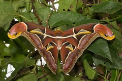 Archaeoattacus malayanus