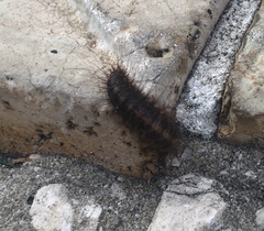 Coleoptera