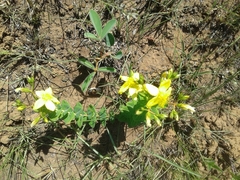 Hypericum aethiopicum
