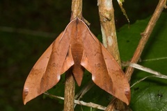 Clanis undulosa