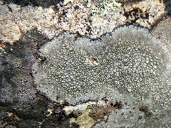 Pertusaria pertusa