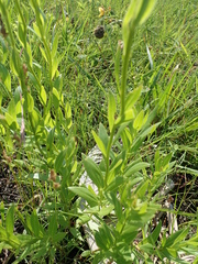 Callilepis laureola