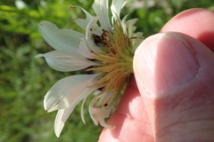 Callilepis laureola