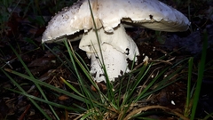 Amanita strobiliformis