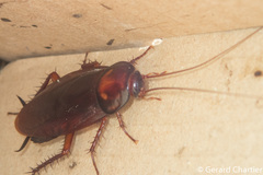 Periplaneta brunnea