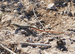 Acanthodactylus schreiberi