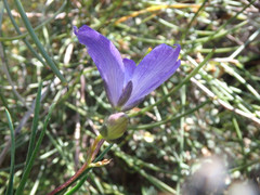 Cheiranthera alternifolia