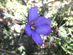 Cheiranthera alternifolia