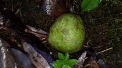 Pyrus communis pyraster