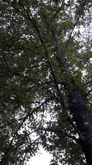 Pyrus communis pyraster