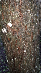 Pyrus communis pyraster