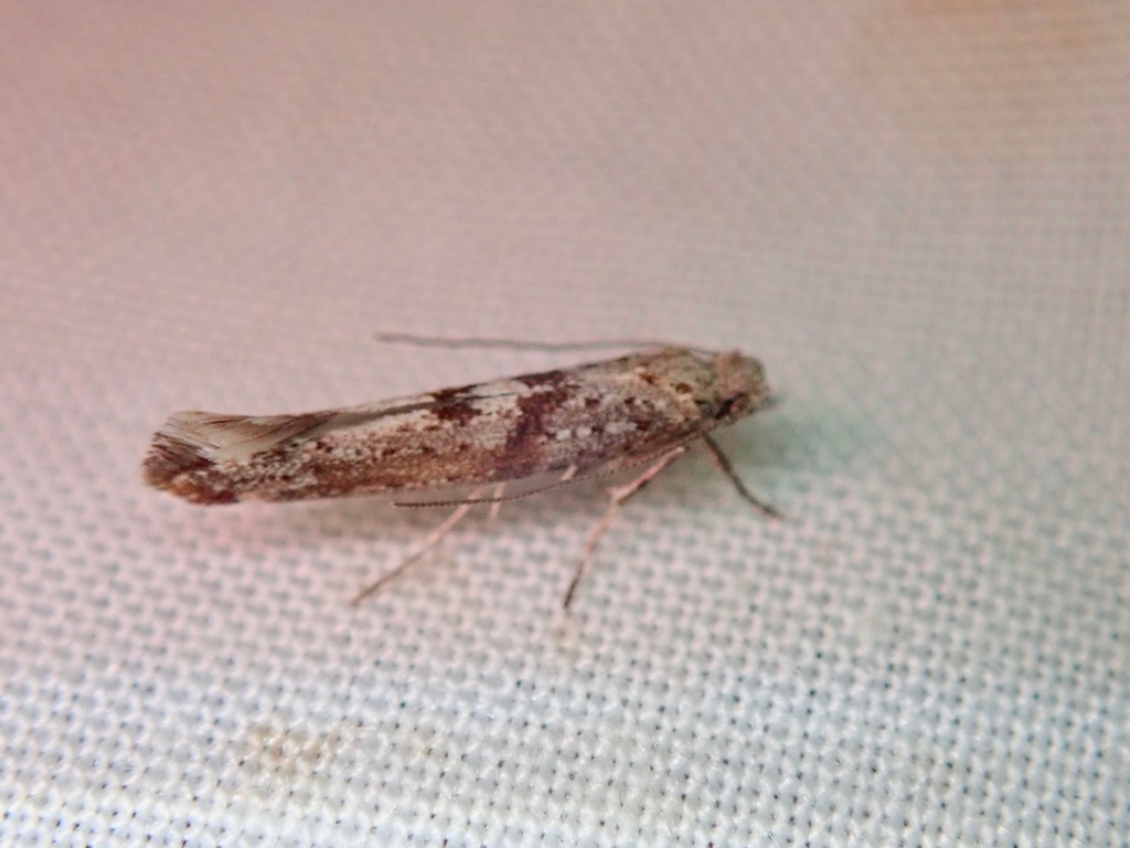 Zelleria rorida