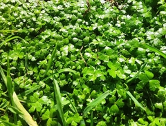 Hydrocotyle tripartita