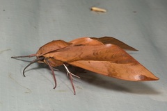 Clanis undulosa