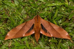 Clanis undulosa