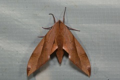 Clanis undulosa