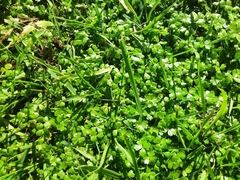 Hydrocotyle tripartita