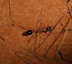 Myrmecia desertorum