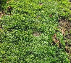 Hydrocotyle tripartita