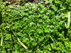 Hydrocotyle tripartita