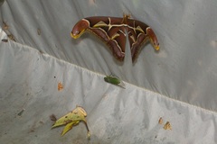 Archaeoattacus malayanus