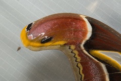 Archaeoattacus malayanus