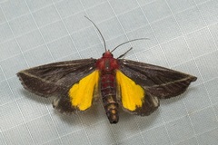 Toccolosida rubriceps