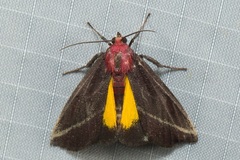 Toccolosida rubriceps