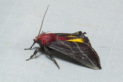 Toccolosida rubriceps