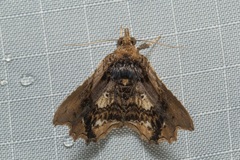 Pangrapta albiseriata