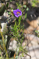 Cheiranthera alternifolia