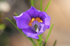 Cheiranthera alternifolia