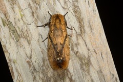 Dudusa synopla