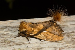 Dudusa synopla