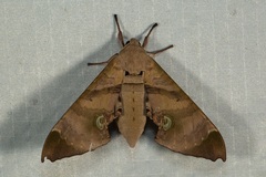 Daphnusa ocellaris