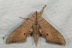 Marumba sperchius