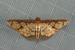 Hypolamprus taphiusalis
